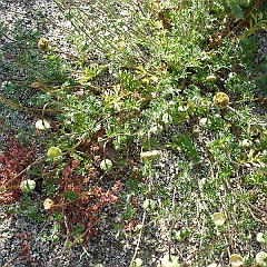 cotula australis